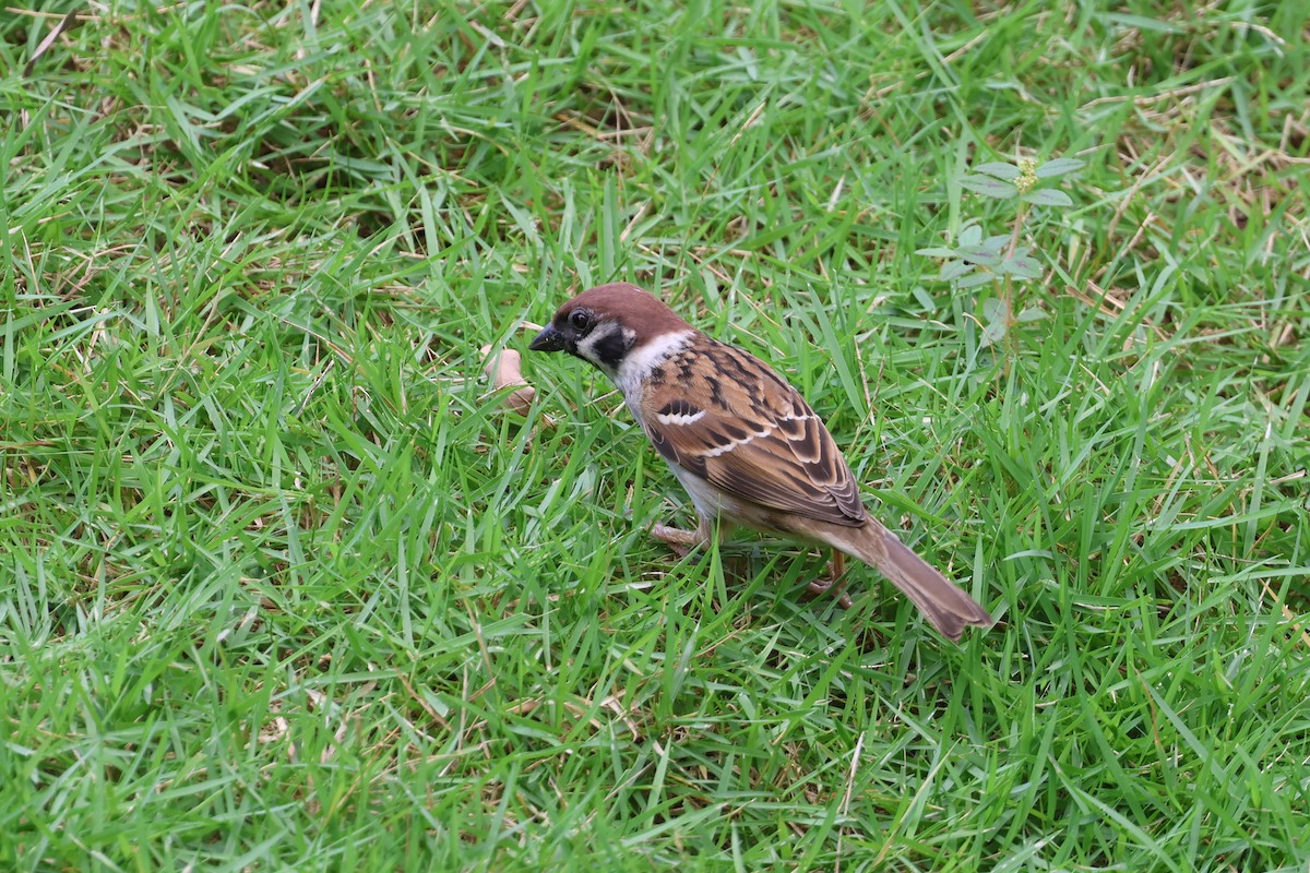 Eurasian Tree Sparrow - ML620055480