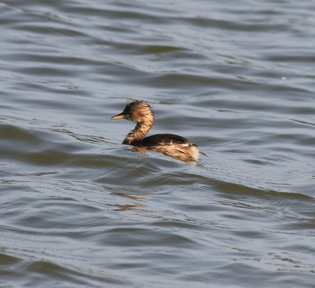 Little Grebe - ML620055484