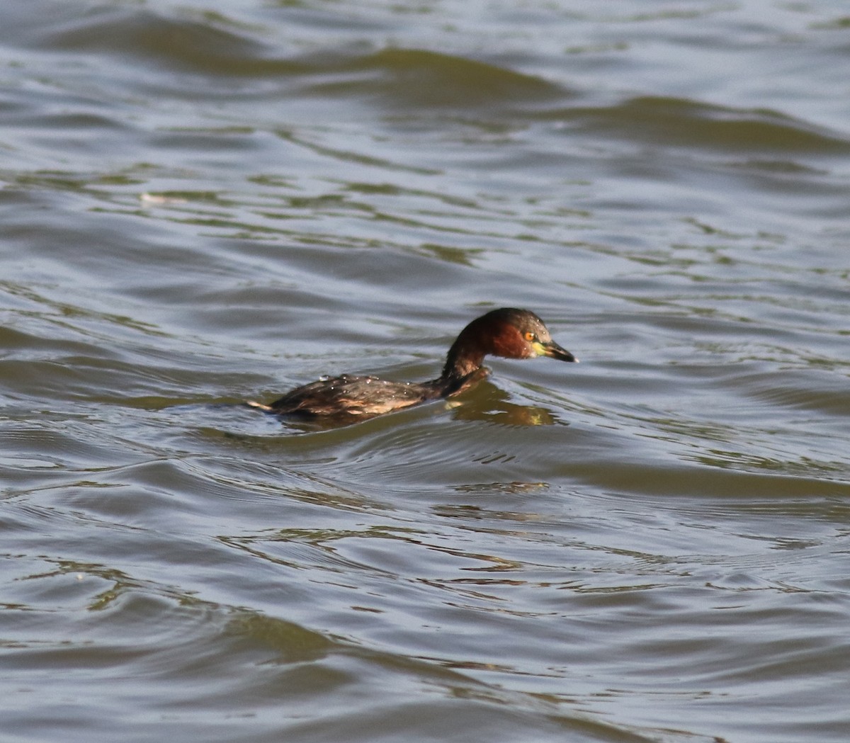 Little Grebe - ML620055485