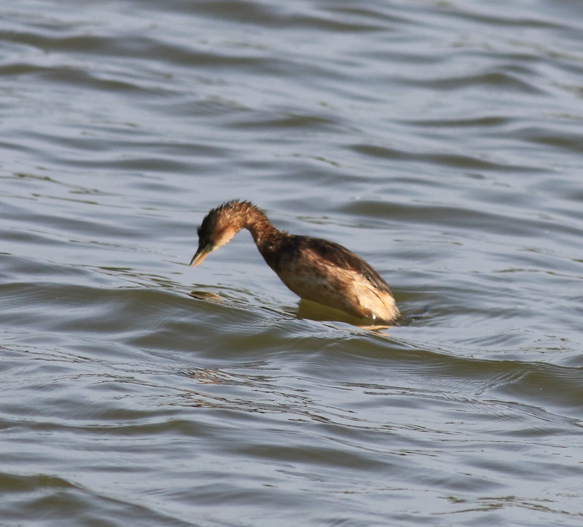 Little Grebe - ML620055486