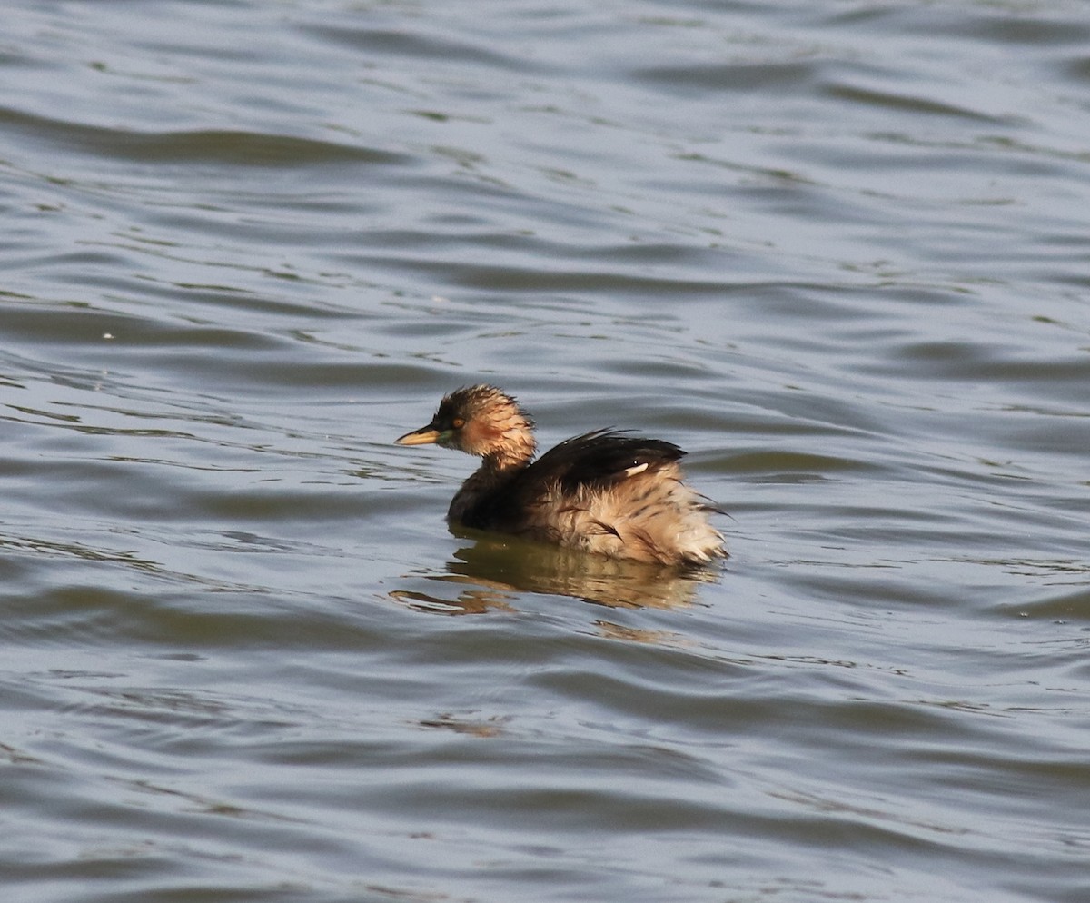 Dendrocygne siffleur - ML620055487