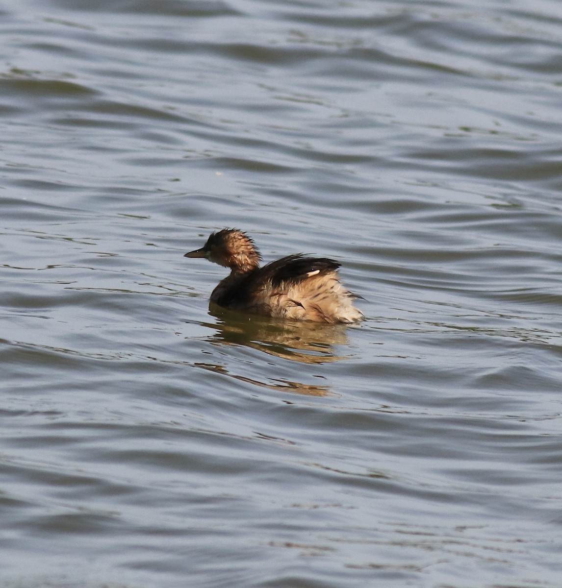 Little Grebe - ML620055488