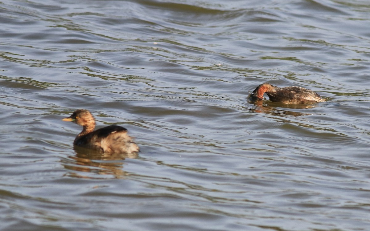 Lesser Whistling-Duck - ML620055494