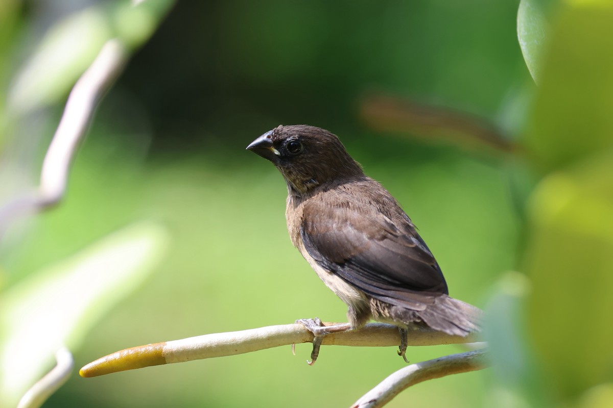 Javan Munia - ML620055503