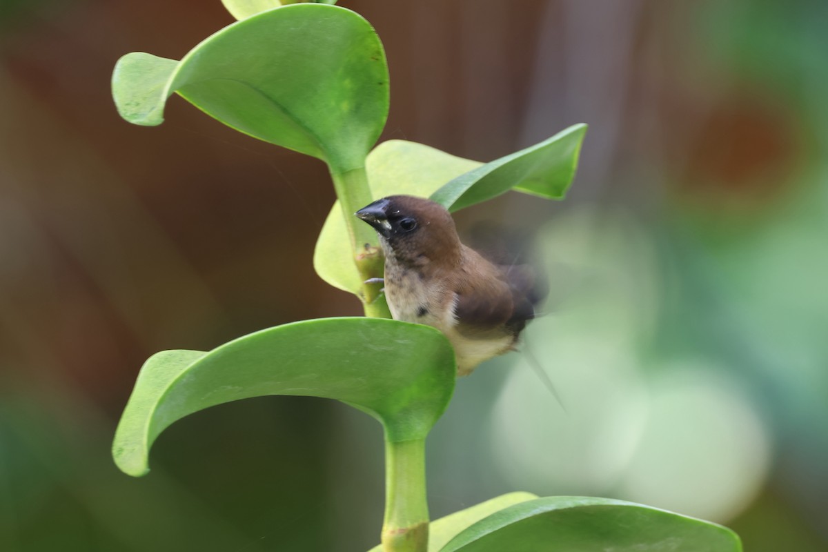 Javan Munia - ML620055506