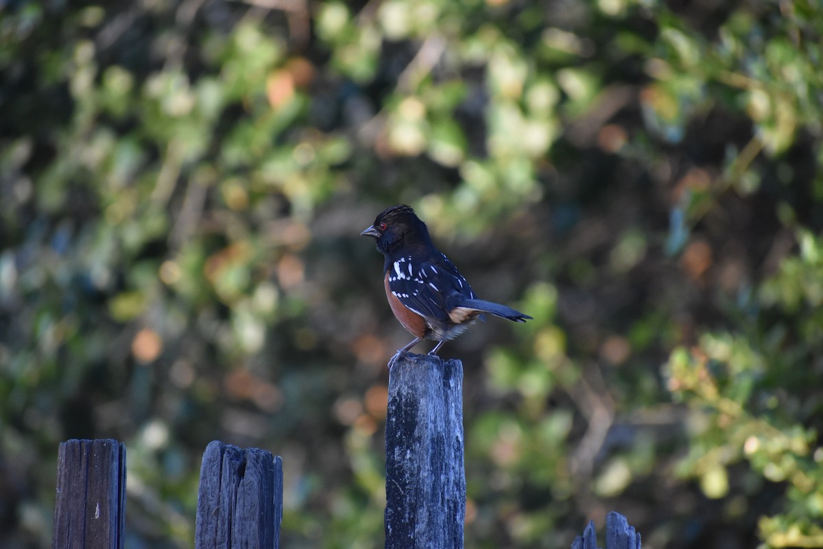 Spotted Towhee - ML620055509