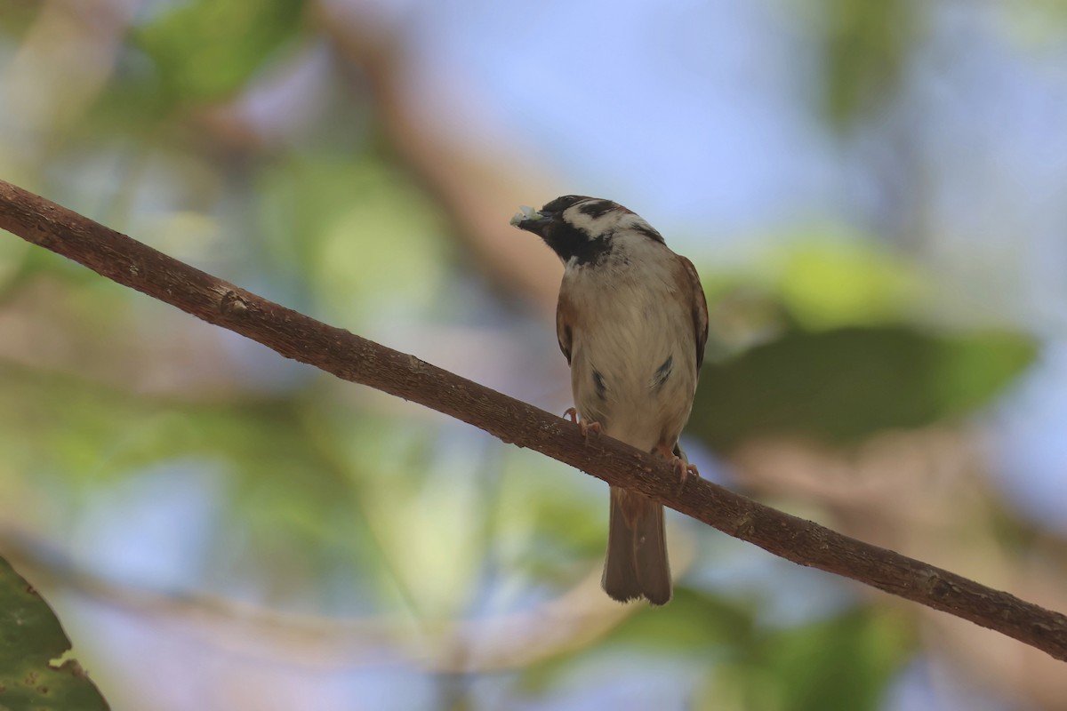 Eurasian Tree Sparrow - ML620055521