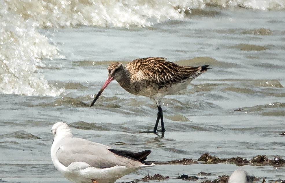 Bar-tailed Godwit - ML620055529