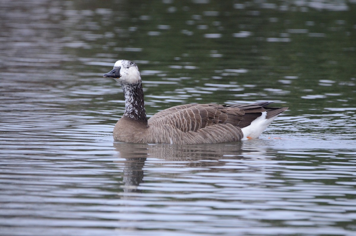 Domestic goose sp. x Canada Goose (hybrid) - ML620055530