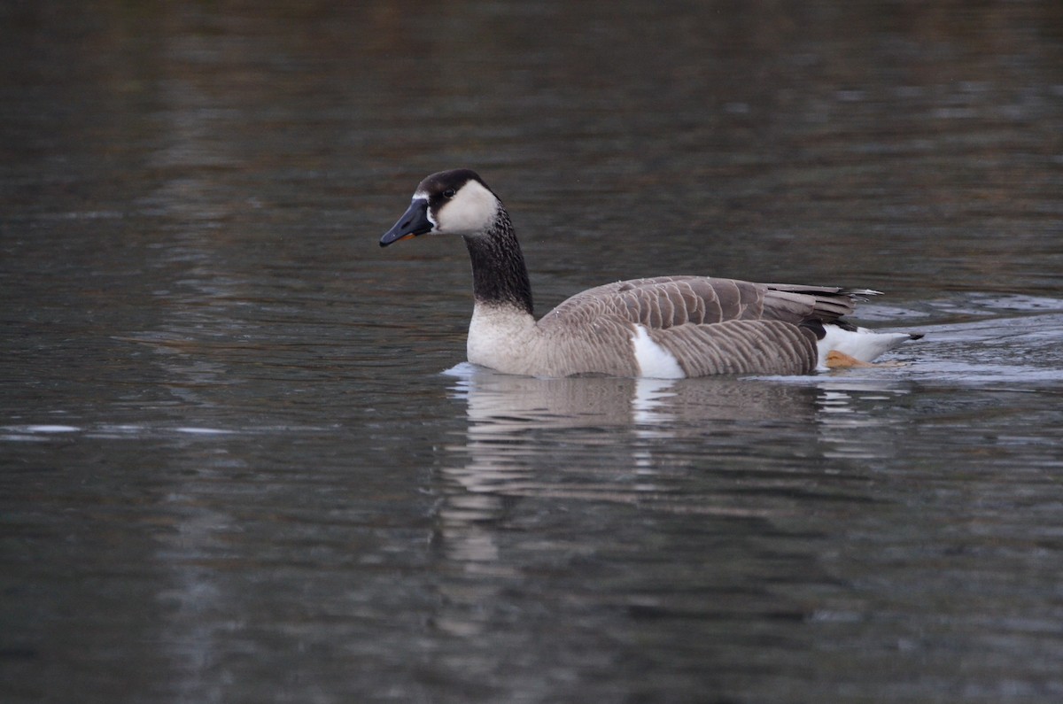 Domestic goose sp. x Canada Goose (hybrid) - ML620055531
