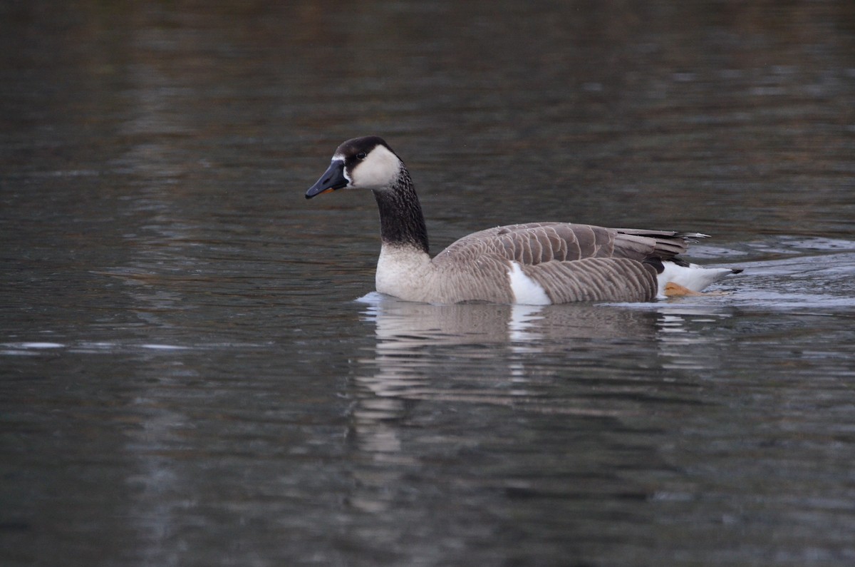 tamgås (domestisert Anser sp.) x kanadagås (hybrid) - ML620055531