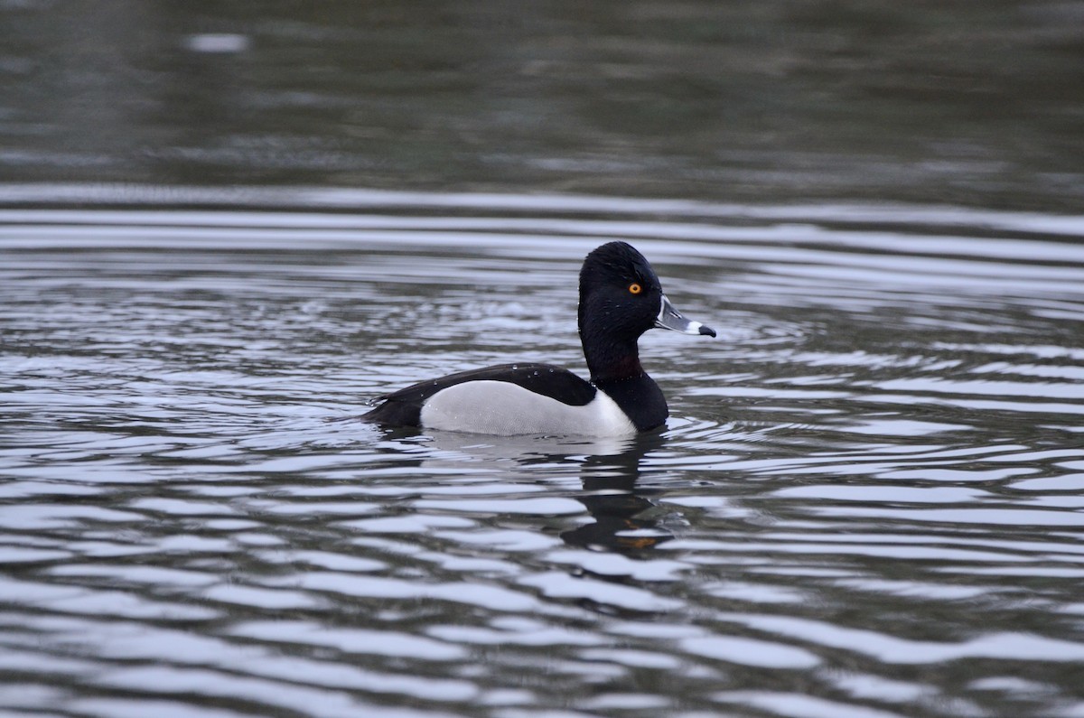 Ring-necked Duck - ML620055539