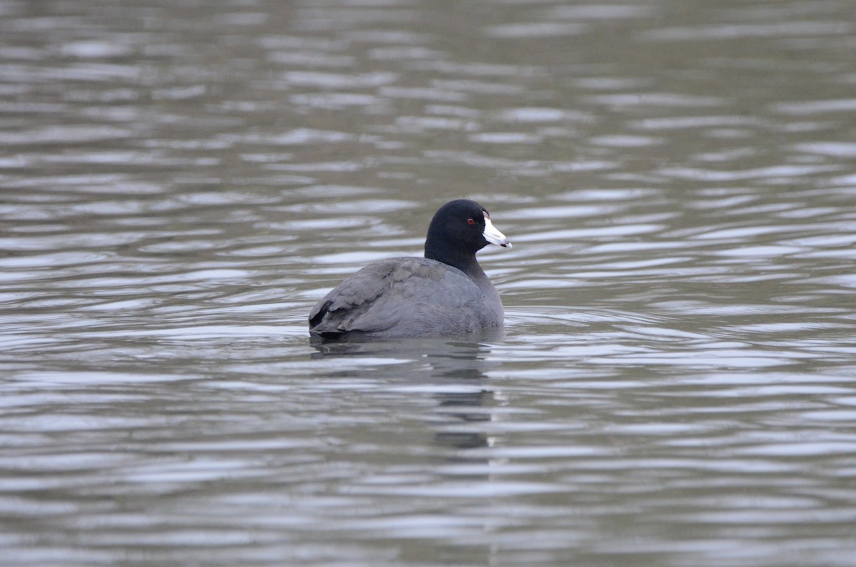 American Coot (Red-shielded) - ML620055543