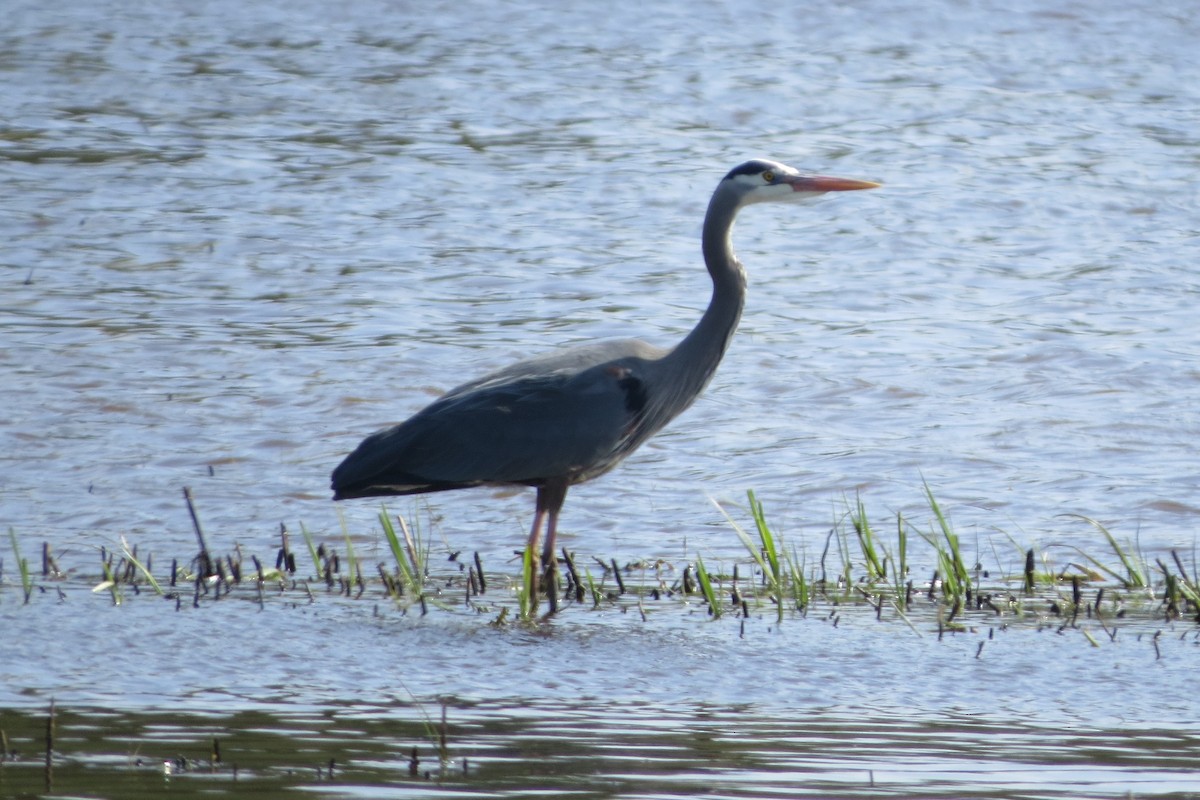 Great Blue Heron - ML620055557