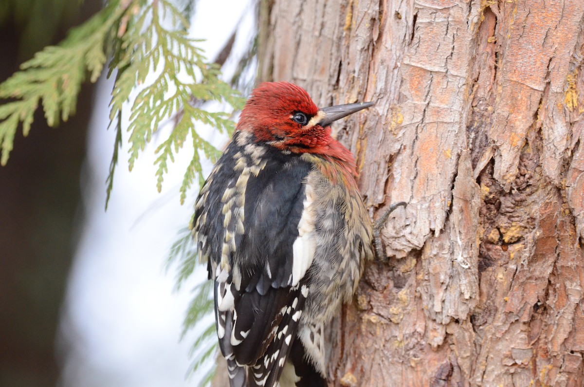 Red-breasted Sapsucker - ML620055561