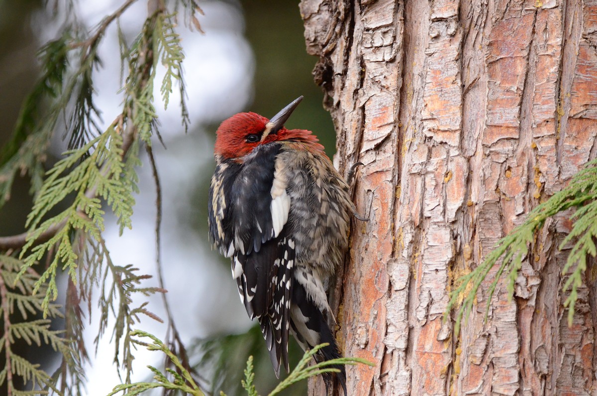 Red-breasted Sapsucker - ML620055565