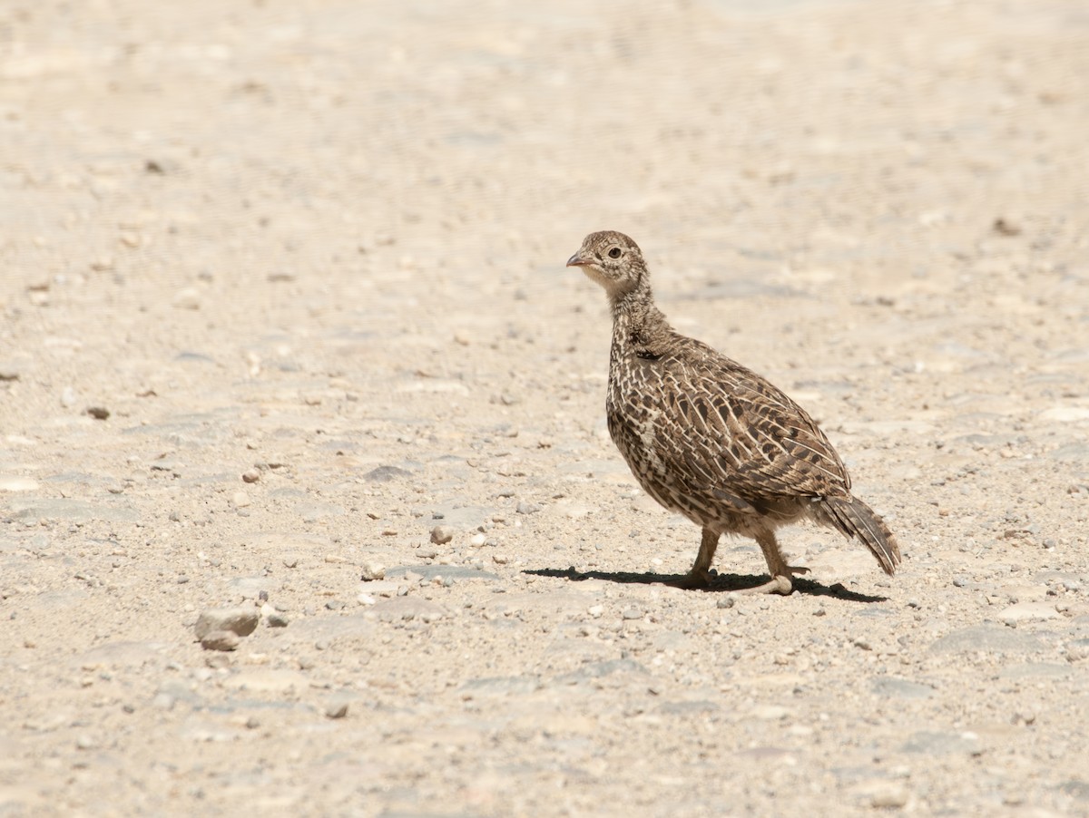 Dusky Grouse - ML620055569