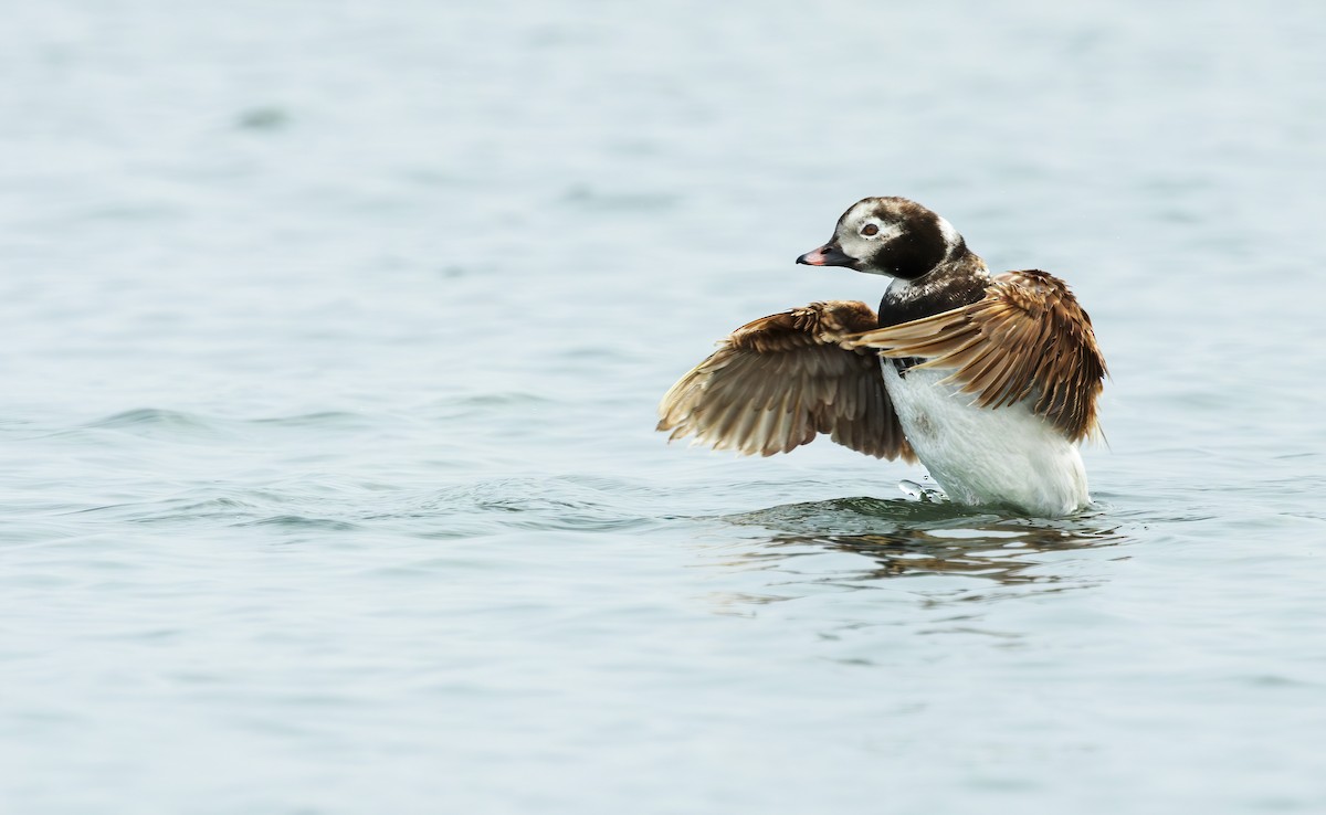 Long-tailed Duck - ML620055578