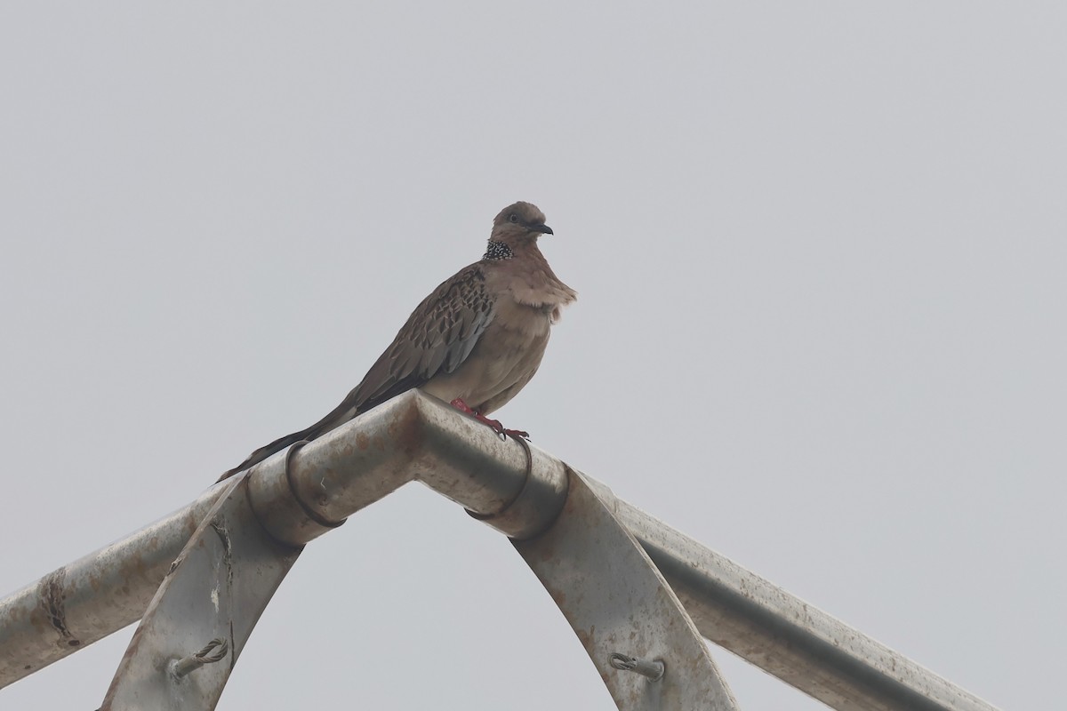 Spotted Dove - ML620055579