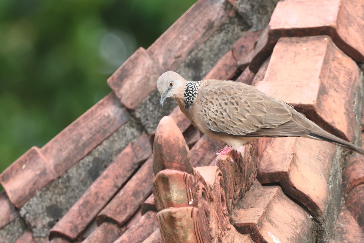 Spotted Dove - ML620055580