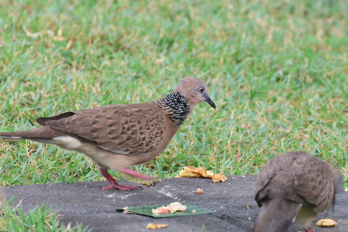 Spotted Dove - ML620055581