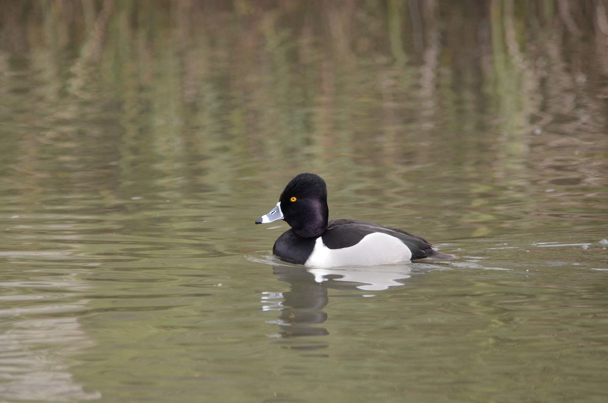 Ring-necked Duck - ML620055619