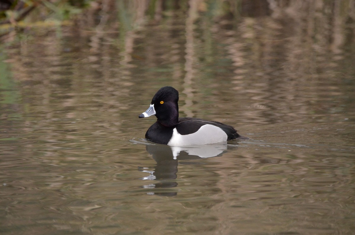 Ring-necked Duck - ML620055620
