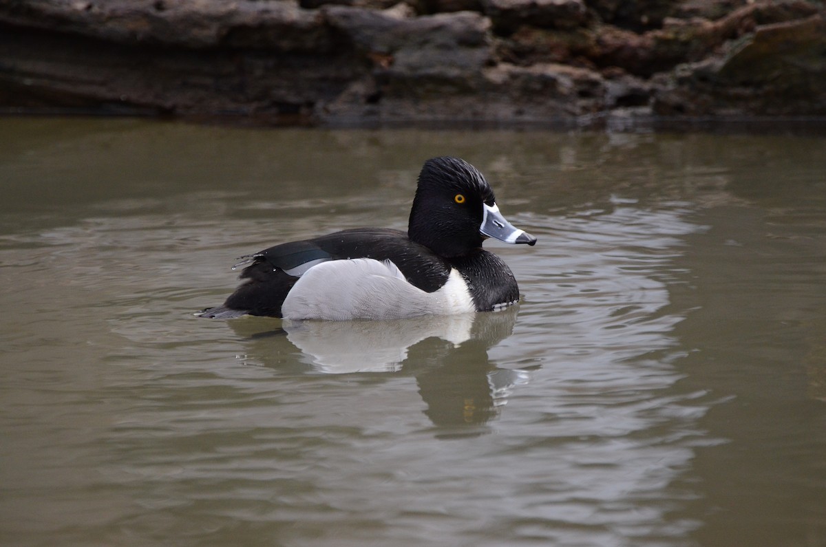 Ring-necked Duck - ML620055622
