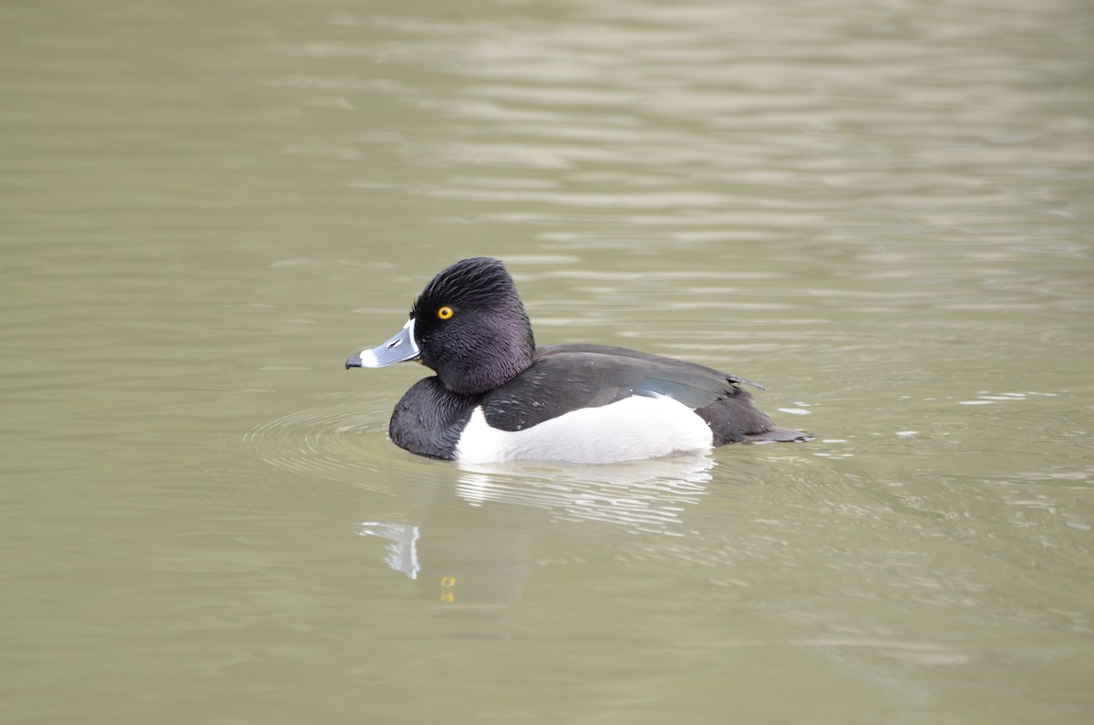 Ring-necked Duck - ML620055624