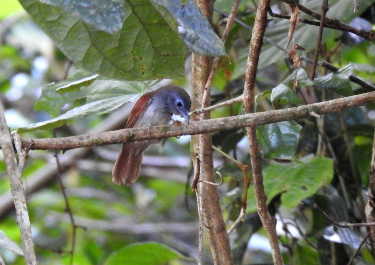 Chestnut-winged Babbler - ML620055634