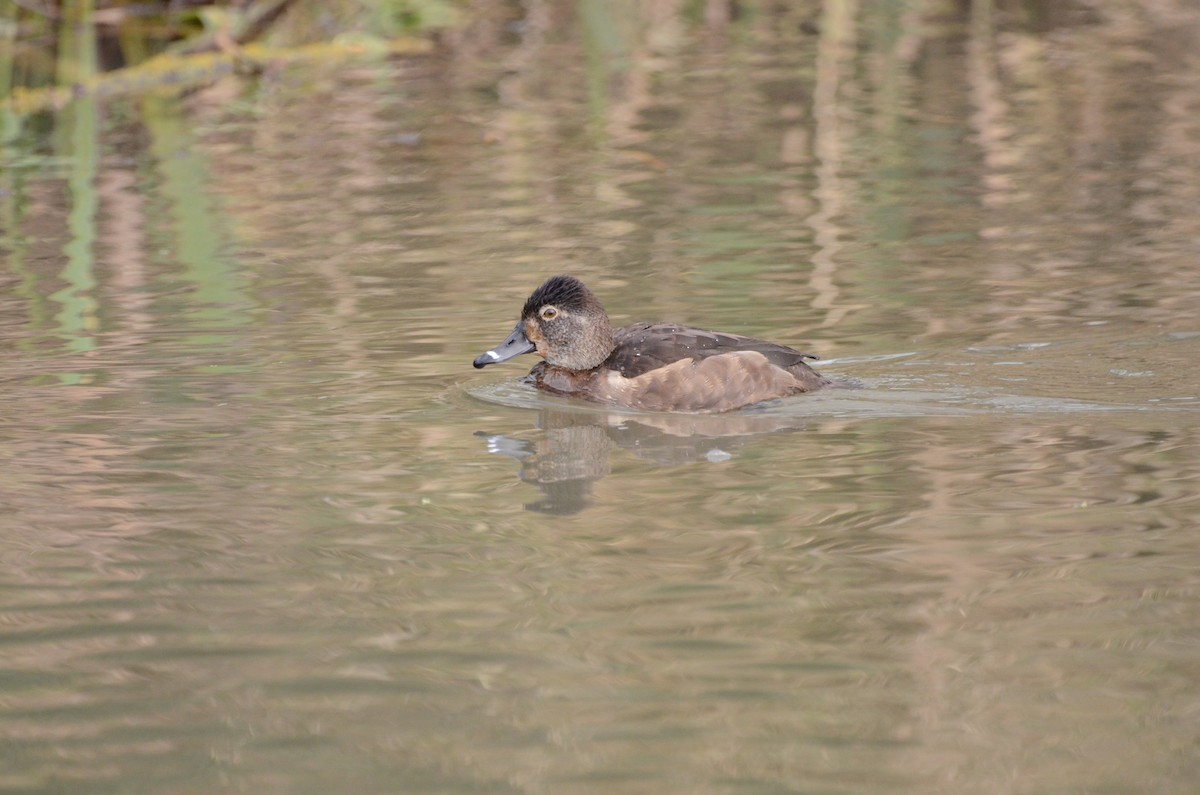 Ring-necked Duck - ML620055638