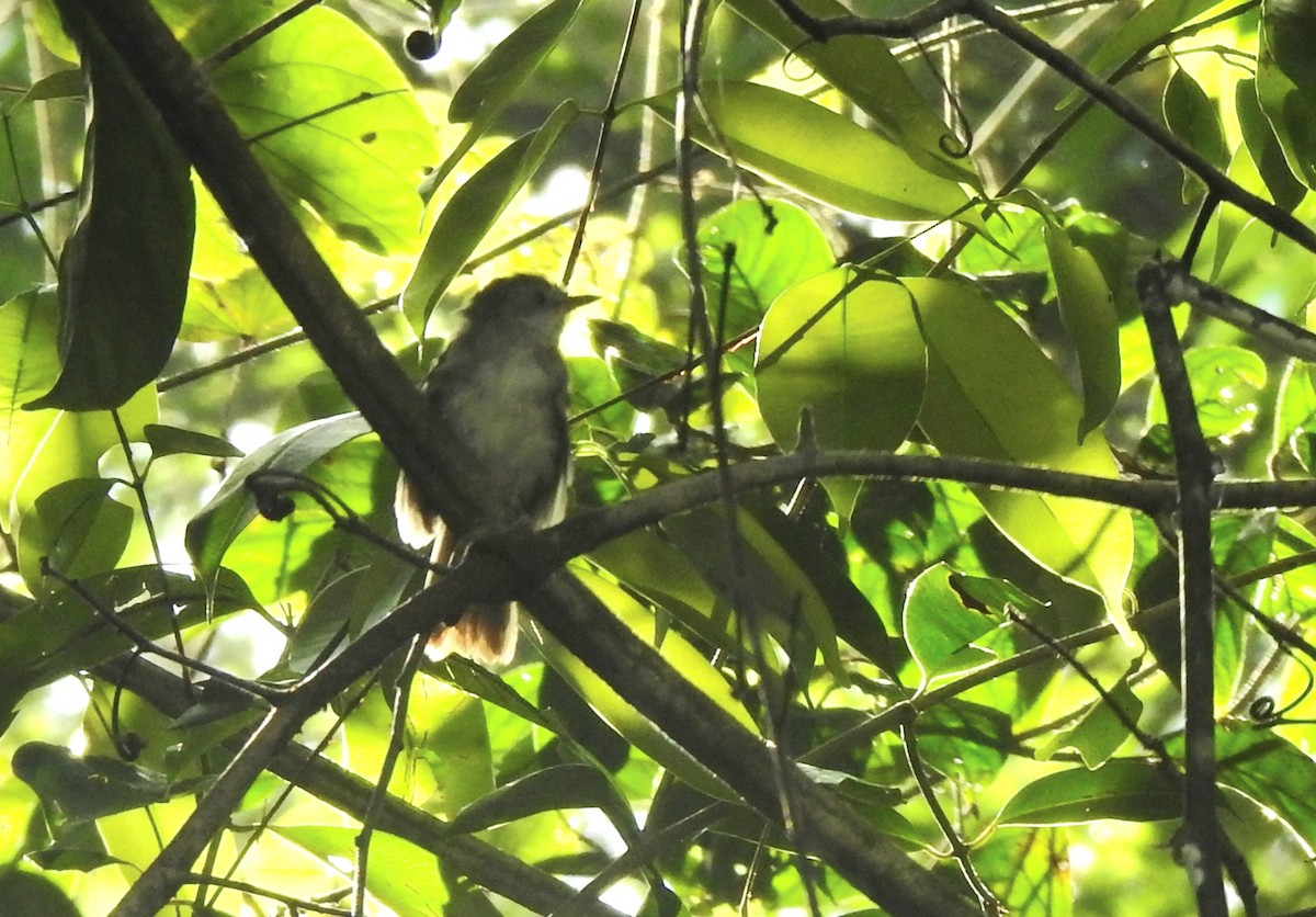 Sooty-capped Babbler - YM Liew