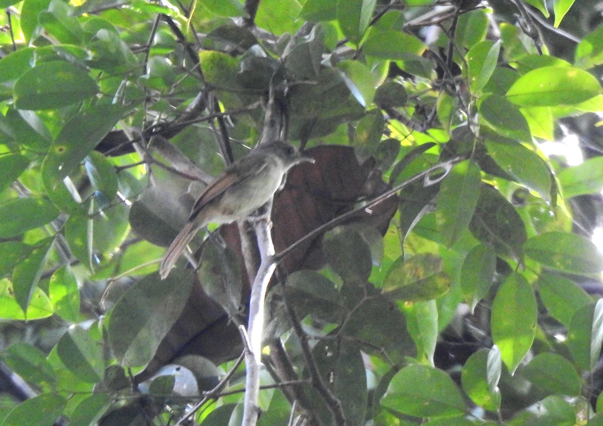 Sooty-capped Babbler - ML620055644
