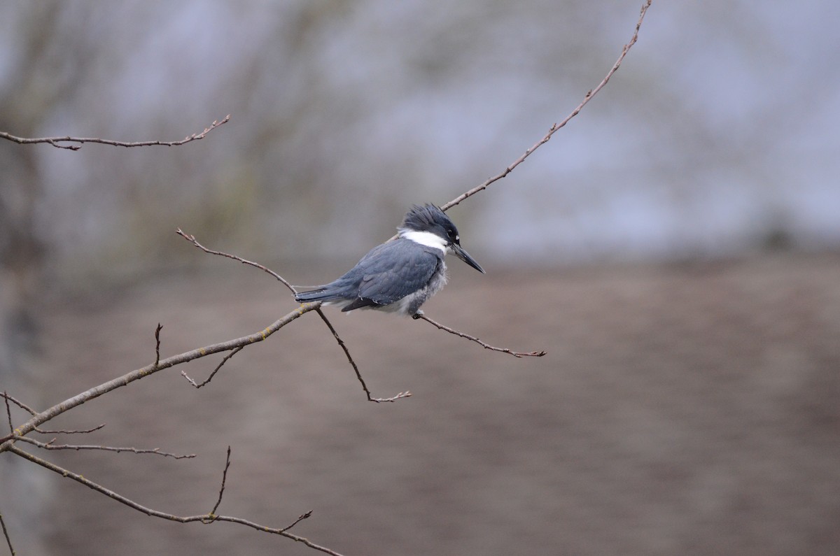 Belted Kingfisher - ML620055651