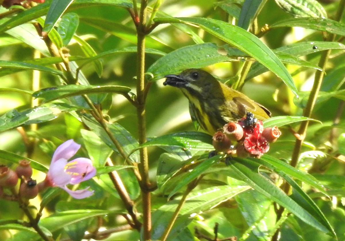 Yellow-breasted Flowerpecker - ML620055657
