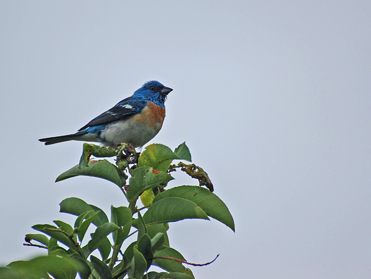 Lazuli Bunting - ML620055712