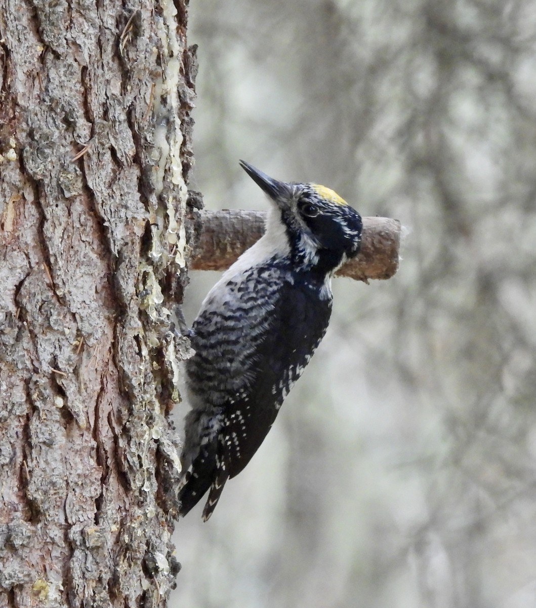 American Three-toed Woodpecker - ML620055713