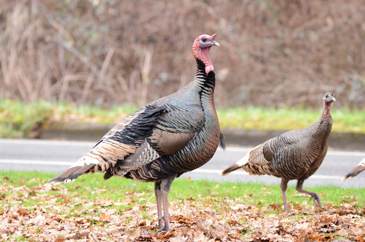 Wild Turkey - ML620055718