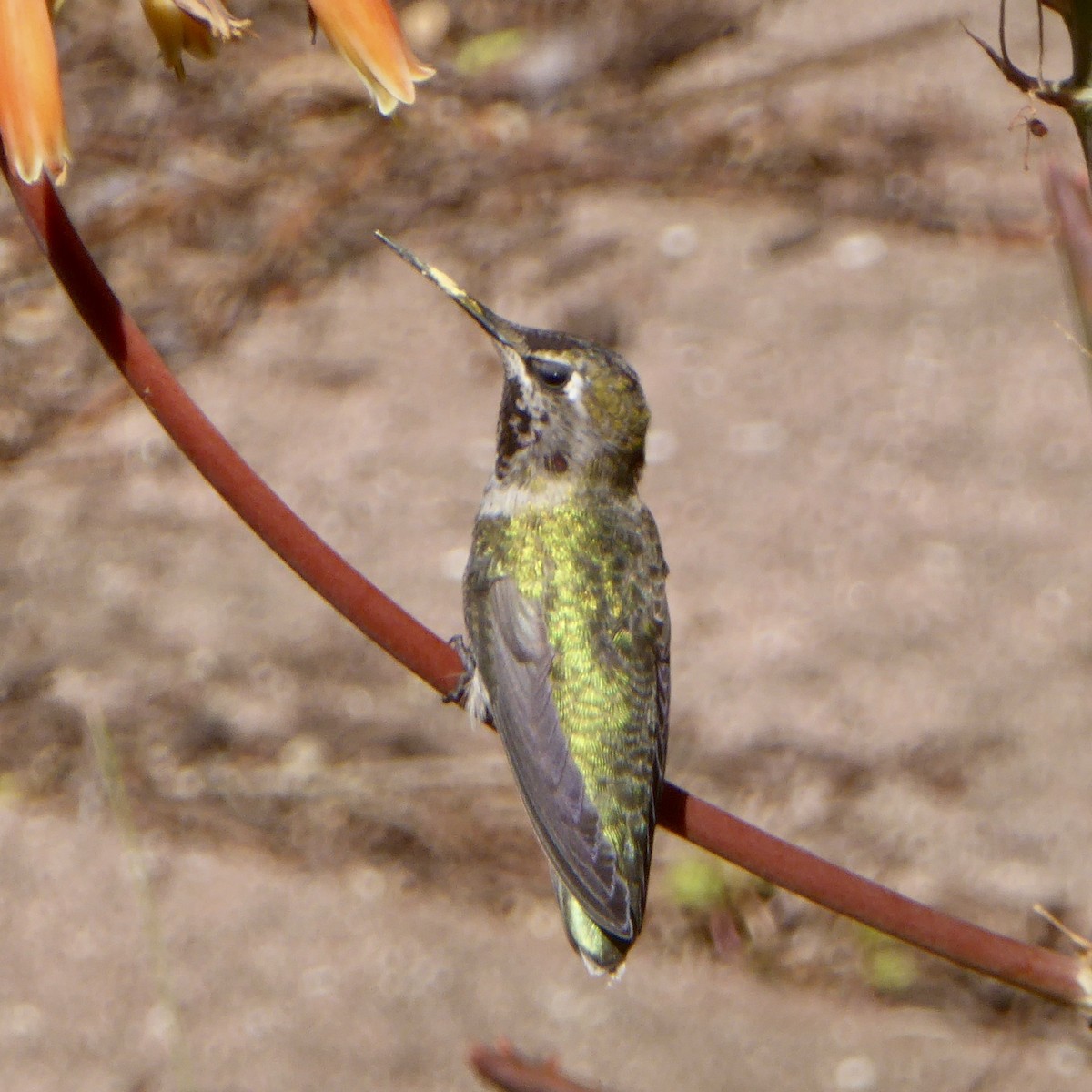Anna's Hummingbird - ML620055719