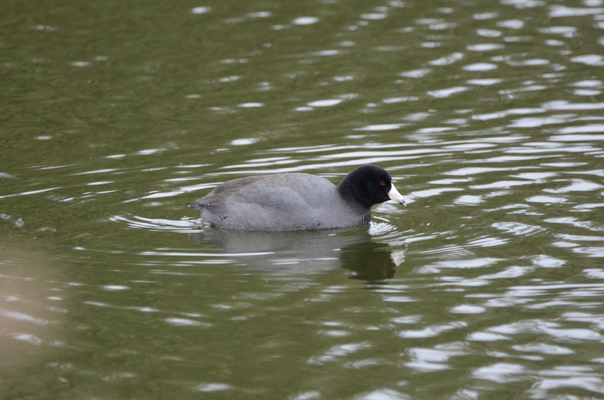 American Coot - ML620055720