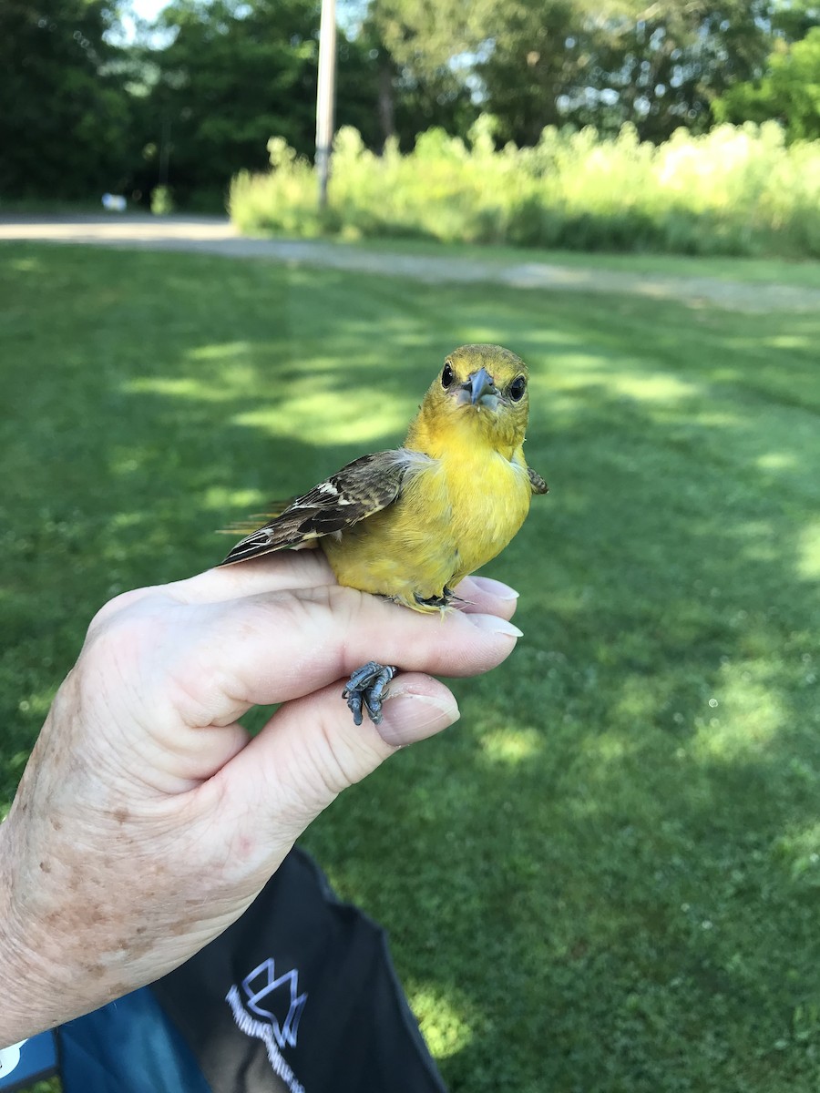 Orchard Oriole (Orchard) - ML620055726