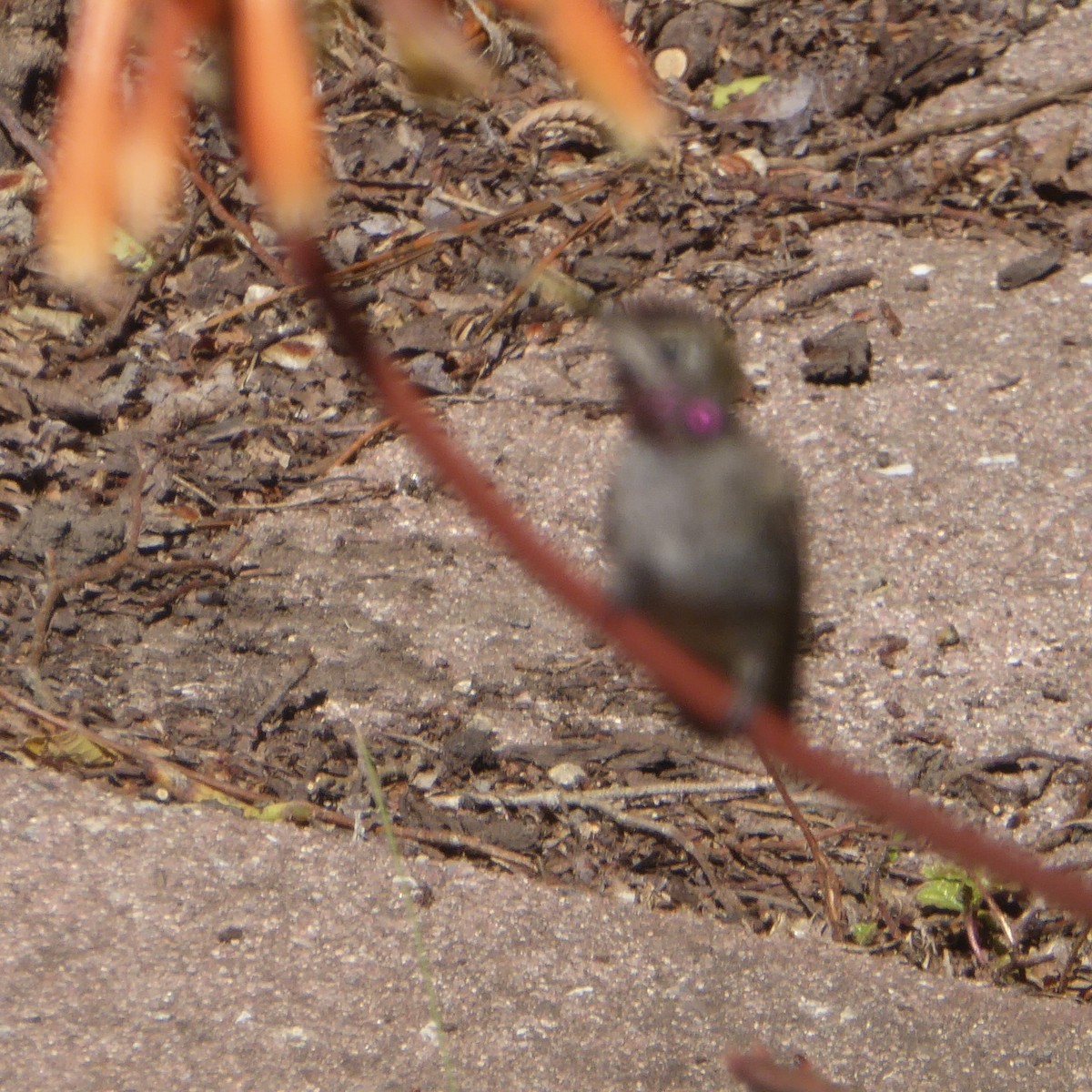 Anna's Hummingbird - ML620055729