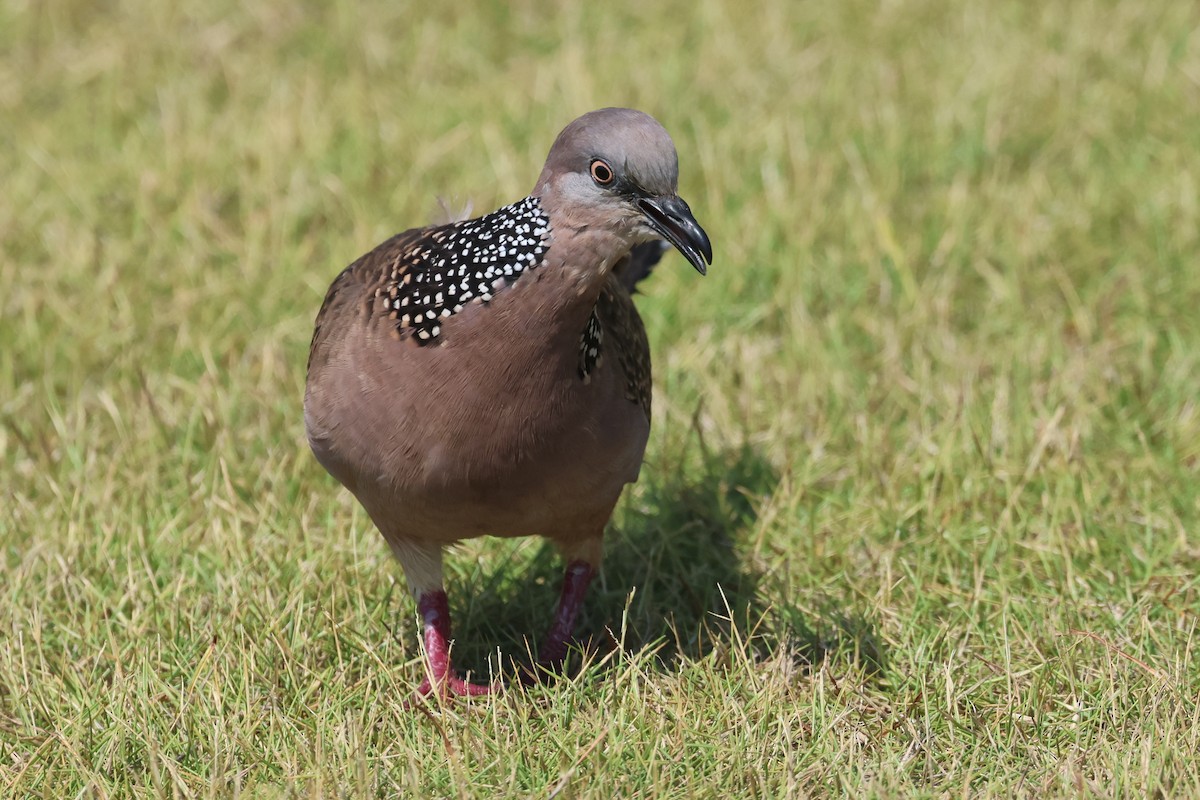 Spotted Dove - ML620055735