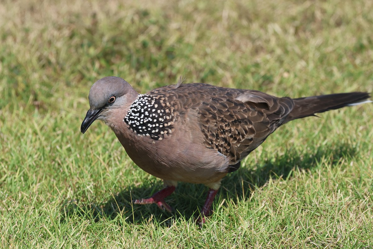 Spotted Dove - ML620055736