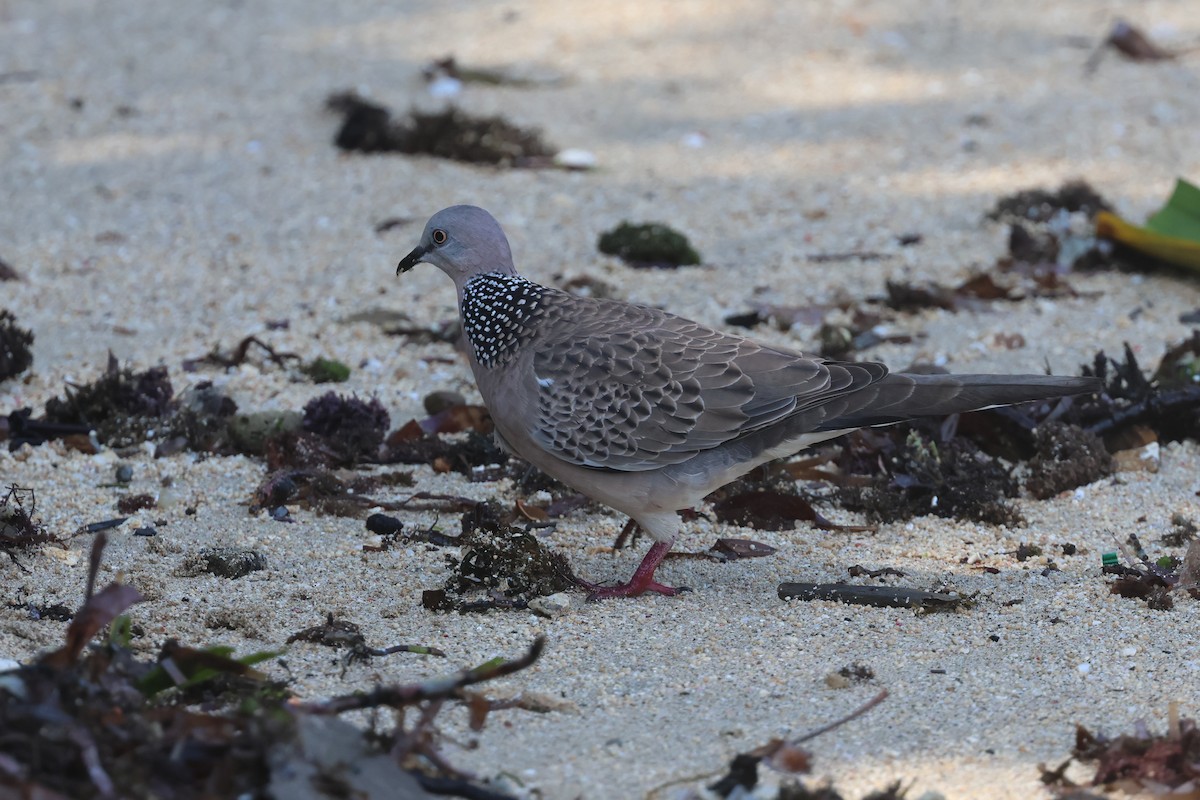 Spotted Dove - ML620055737