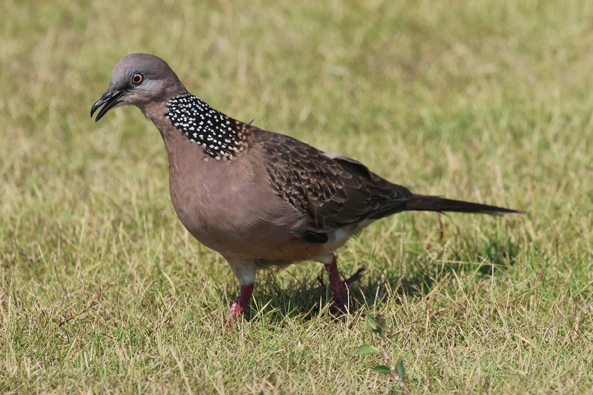 Spotted Dove - ML620055738