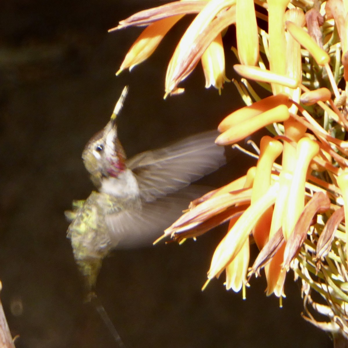 Anna's Hummingbird - ML620055746
