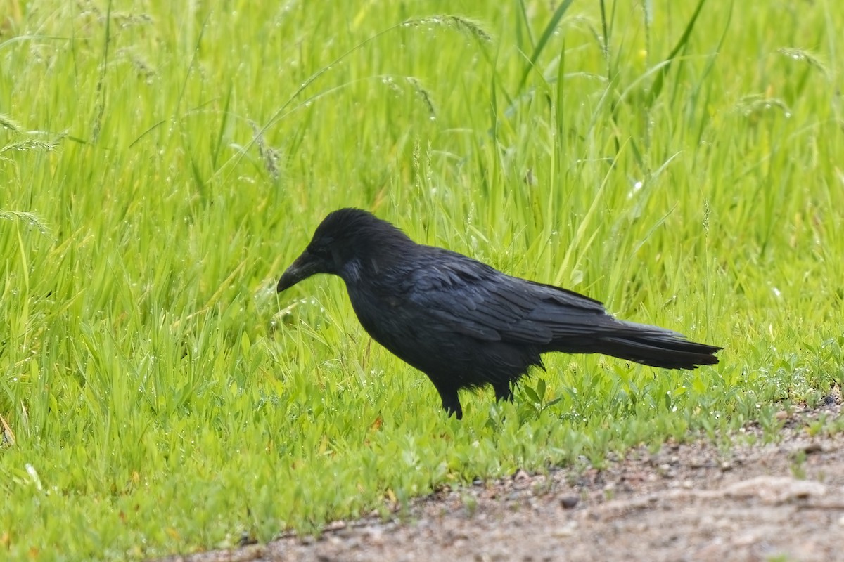 Carrion Crow - Holger Teichmann