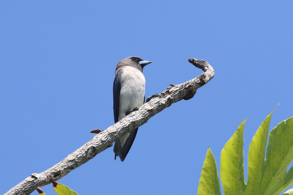 White-breasted Woodswallow - ML620055771