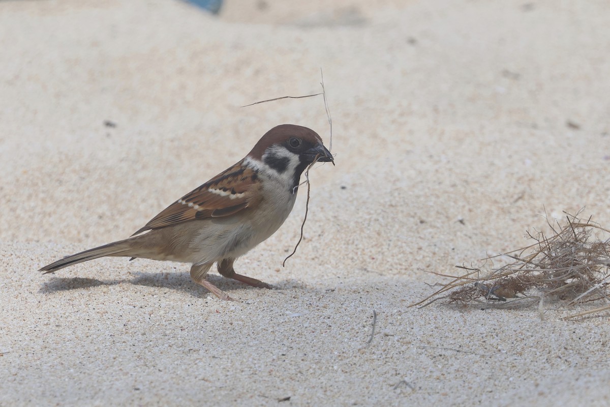 Eurasian Tree Sparrow - ML620055828